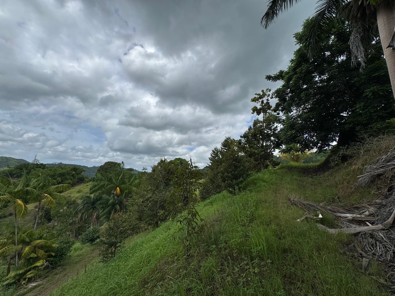 Grassy hillside with palms and fruit trees under a cloudy sky at Mayagüez Orchard