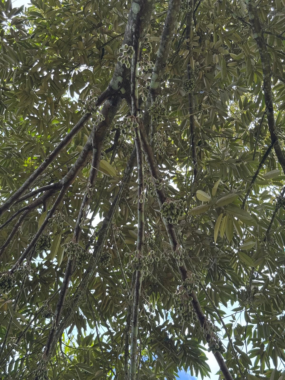 Durian branches loaded with round green flower-bud clusters against the sky