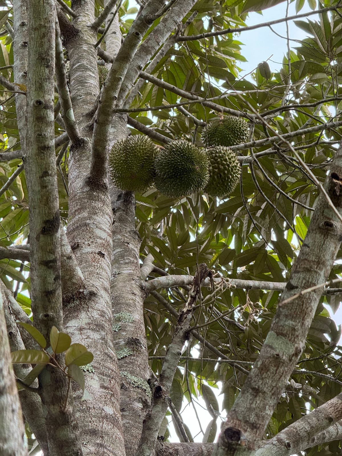 Three durians hanging together above a horizontal limb, flower buds on a branch nearby